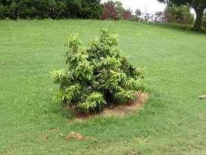 １期生植樹