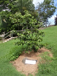 ２期生植樹